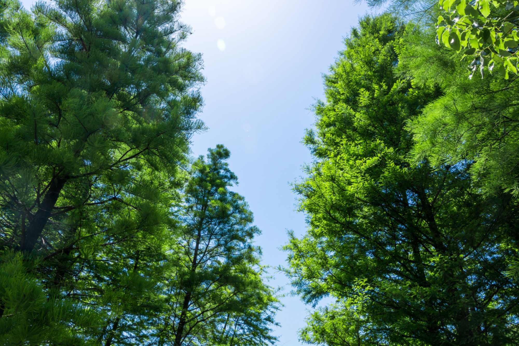 Illustration representing the Apex Minds sustainability mission where every mental performance session completed contributes to planting real trees in a global grove.